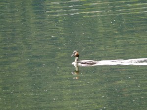 mein erster realer Haubentaucher ;-)