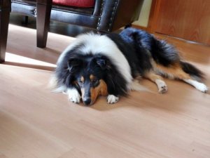 Velvette bewacht den A-Wurf