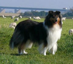 Velvette auf Fehmarn