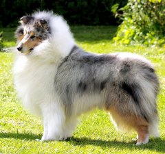 Wicani Waltz of the New Moon