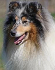 Rossavon Moonlight Tango