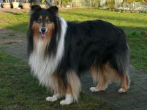 Flash Black de la Chapelle aux Arbres