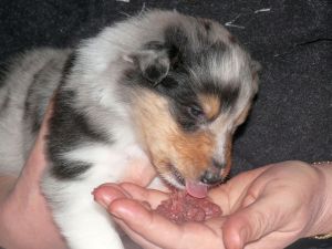 Chopin, der kleine Geniesser