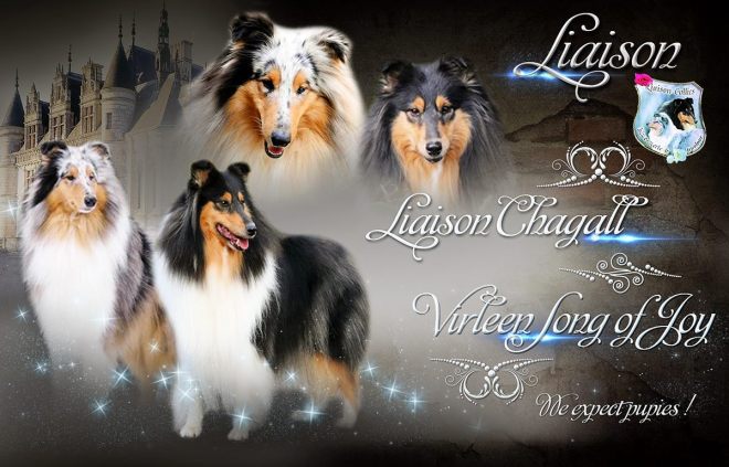 12362944_992871587436658_6406541746674115319_o