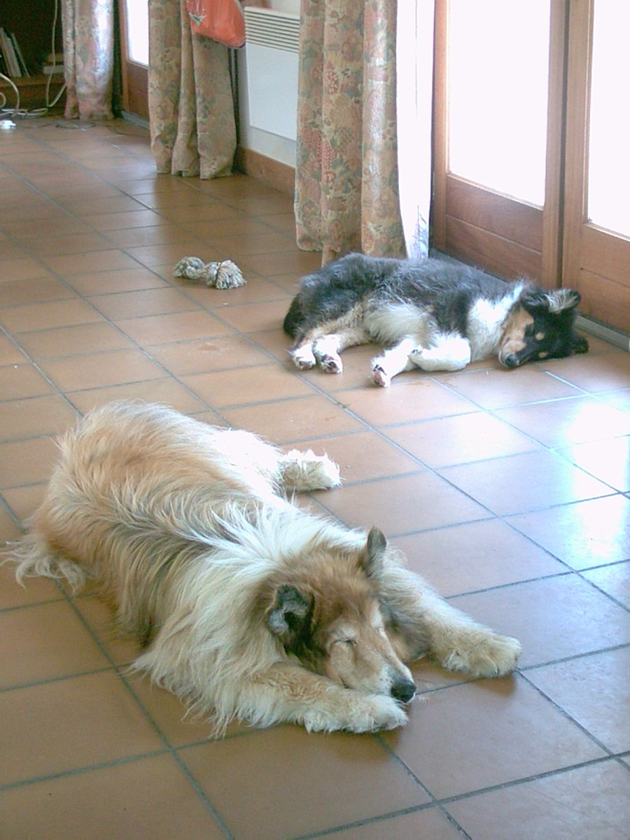 Velvet (16 Wochen) Indra (16 Jahre)