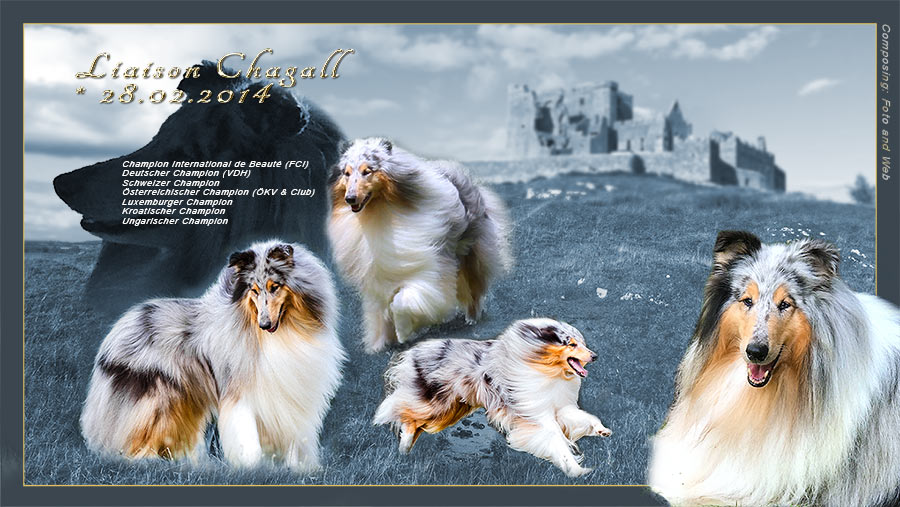 liaison-chagall-stud-dog